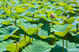 荷花荷叶