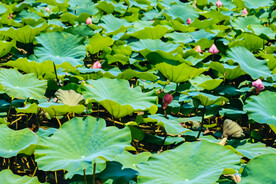 荷花荷叶
