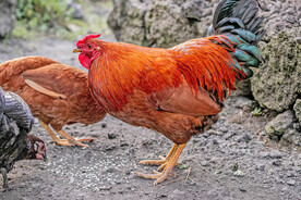 大公鸡