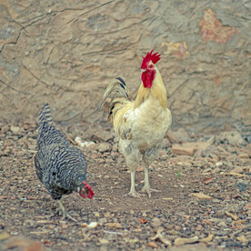 大公鸡