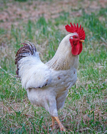 大公鸡 