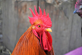 公鸡