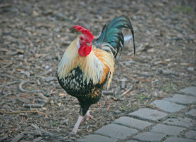 大公鸡