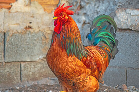 公鸡