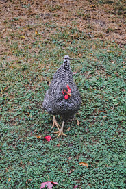 芦花公鸡  美丽大公鸡 农家鸡