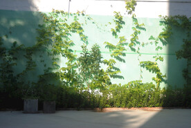 三角梅绿化带植物攀墙爬山虎