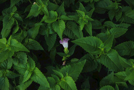 紫苏子植物绿叶鲜花花朵