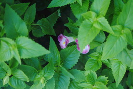 紫苏子花草绿叶