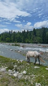 森林 白马 溪流 草原