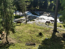 草原风景  森林 溪流