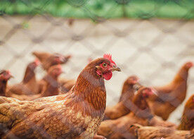 养殖鸡 