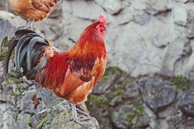 公鸡