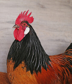 公鸡
