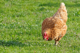 母鸡的午后时光