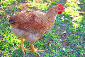 农家鸡 