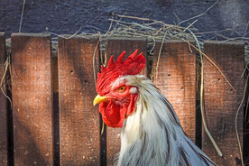 公鸡 