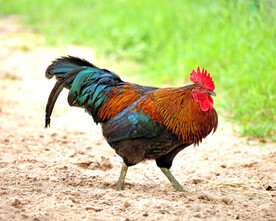 公鸡 