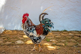 大公鸡