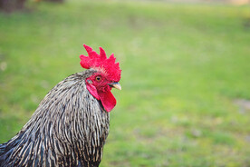 大公鸡