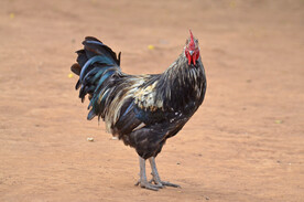 公鸡