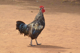 公鸡