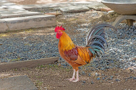 大公鸡