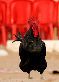 大公鸡 