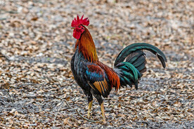 公鸡
