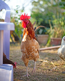 公鸡