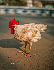 大公鸡 