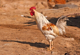 公鸡