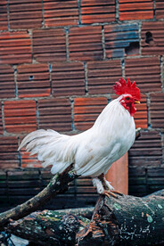 大公鸡 