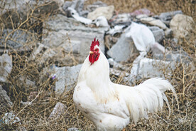 白公鸡