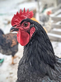 公鸡