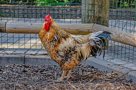 大公鸡