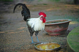 公鸡