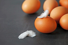 鸡蛋 