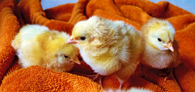 小鸡出生