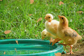 小鸡喝水