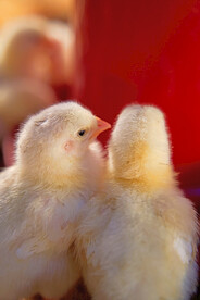小鸡