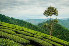 茶山