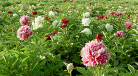 芍药花开
