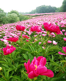 芍药花开