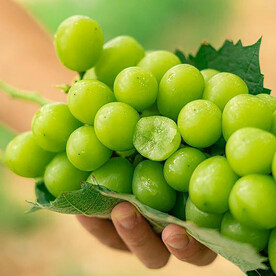 青葡萄