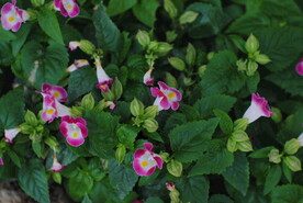 夏瑾花小喇叭花