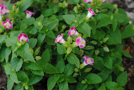 绿化绿植小喇叭花盆栽特写