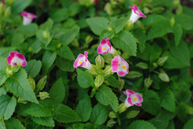 绿化带盆栽特写