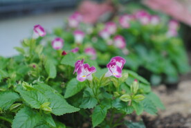 夏瑾花小喇叭花蝴蝶草盆栽特写