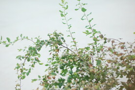 办公室彩叶络石室外绿植