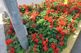 交通道路护栏绿化带